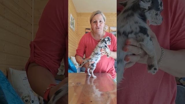 ЭКВАДОР РОЛЕКСОВИЧ МЕРЛЕ ГОЛУБОЙ МРАМОР ПРОДАЖА ЦЕНА смотреть онлайн