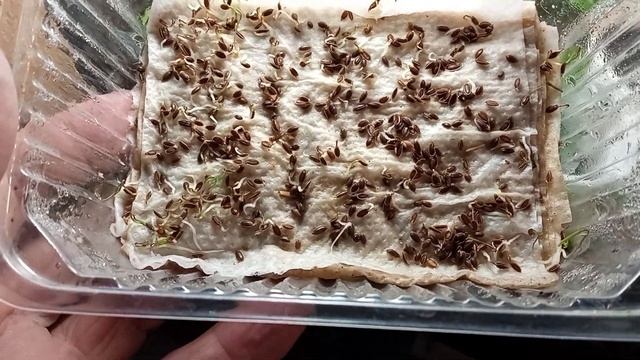 УКРОП пророс на 9й ДЕНЬ смотреть онлайн