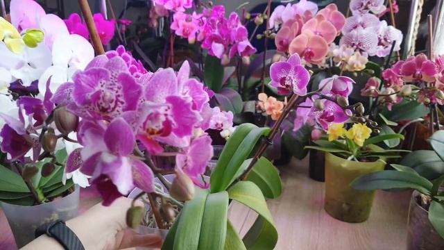 Может ли орхидея Фаленопсис, которая никогда не прояв? смотреть онлайн