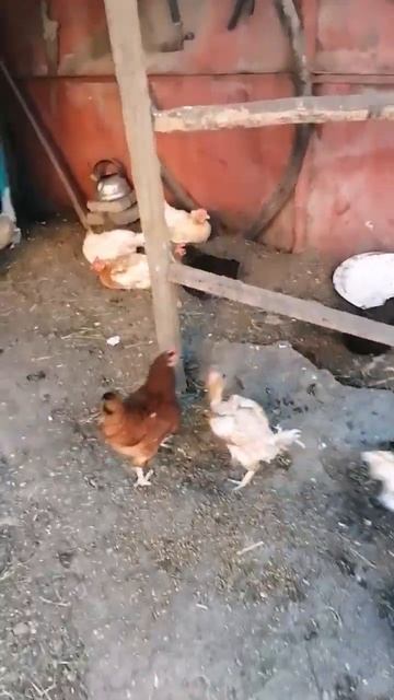 золотая курочка смотреть онлайн