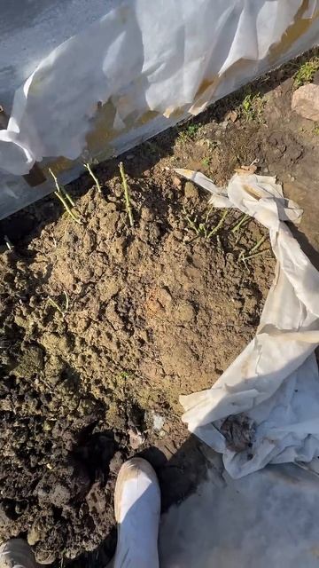 15 роз там. Открыла прикоп для роз 29.03.2025 смотреть онлайн