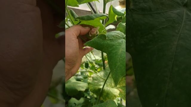 Хлопок в теплице в Новосибирске смотреть онлайн