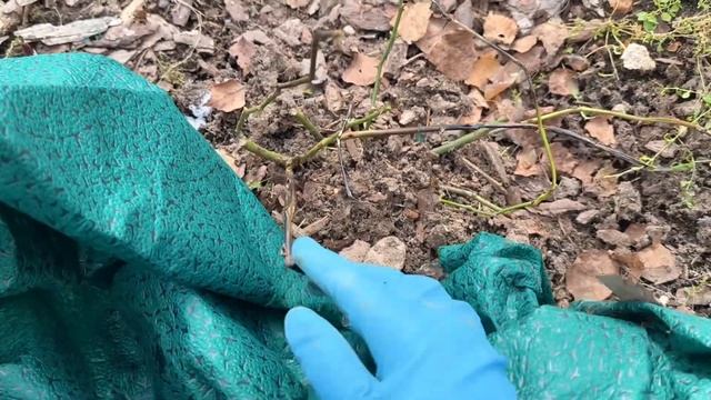 Сад перед заморозками! Розы под укрытием! Обзор растен смотреть онлайн