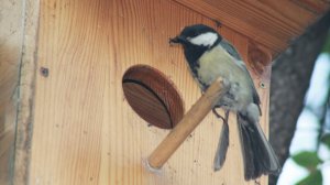 Будни_синичек