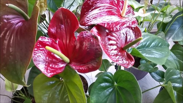 Фламинго Браун (Flamingo Brown) смотреть онлайн