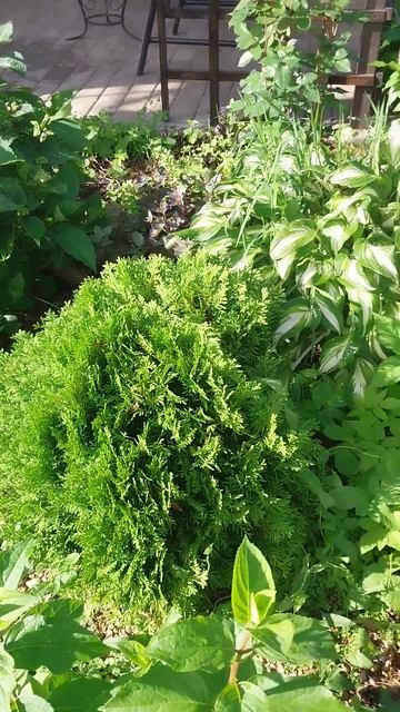 подкормка хвойных 1 раз в месяц смотреть онлайн