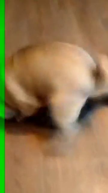 Мопс и кошка любовь