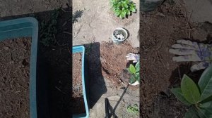 МАГНОЛИЯ ГРАНДИФЛОРА, посадка в грунт. Кубань.