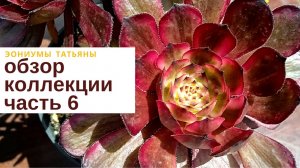 №188 Обзор моей коллекции эониумов. Часть 6