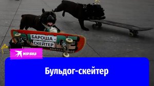 Французский бульдог из Санкт-Петербурга катается на скейтборде