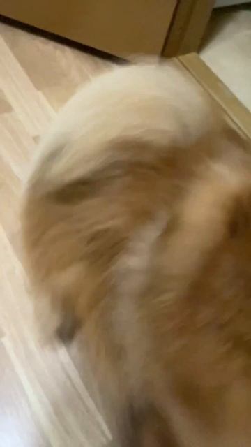 Мама пытается забрать у меня шлейку, но я так просто свое не отдаю🤗 #шпиц #spitz #pomeranian