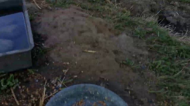 Нужен ваш совет #куры #адлерскаясеребристая смотреть онлайн