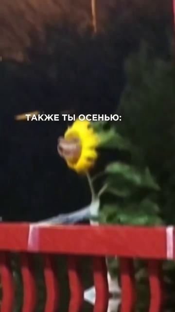 Закрытая или открытая беседка? Мы рекомендуем строить смотреть онлайн