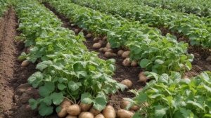 Когда, сколько и как правильно поливать картофель советы и правила - Овощи