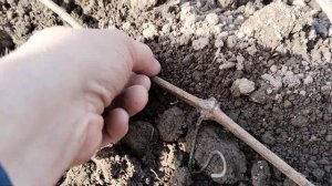 Когда раскрывать виноград после зимы. Профилактическ?