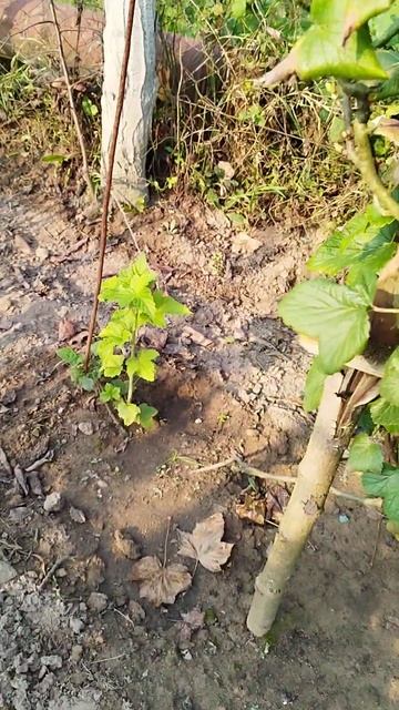 Размножение черной смородины отводками. смотреть онлайн