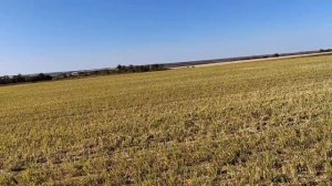 Сев озимой пшеницы сорт Школа в живые корни.