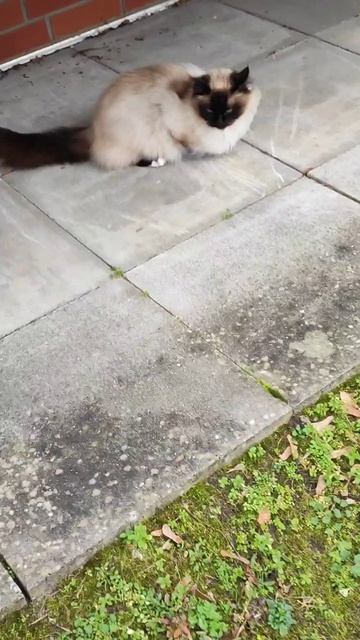 Асик залез на дерево 🌲, всегда знает, где его дом! Март смотреть онлайн