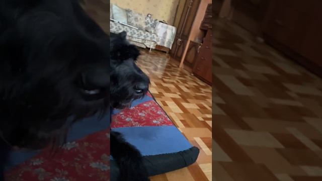 Играю с Ризеншнауцером дома с мячиком. На улице пекло,