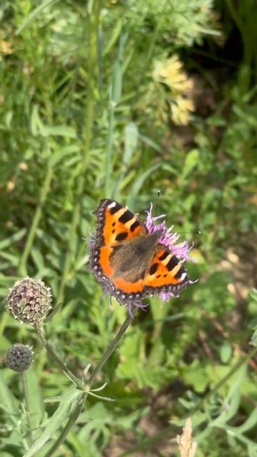 Butterfly #бабочка #batterfly #лес #земля #лето #томск #город