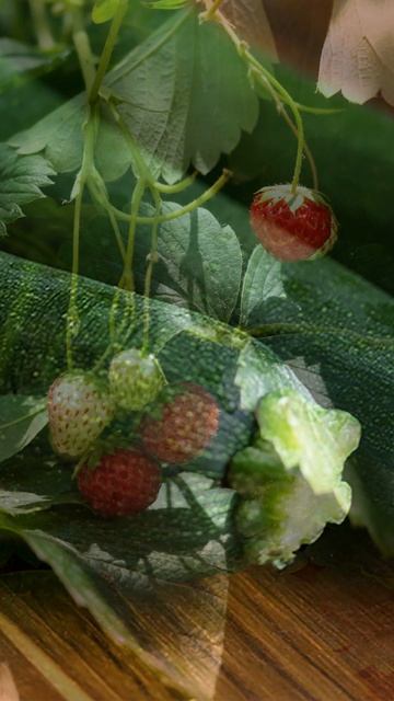 ОГОРОД БЕЗ КЛОПОТУ: ЩО ПОСАДИТИ, ЩОБ РОСЛО САМО? 🔥#гор? смотреть онлайн