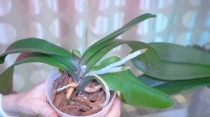 Сломала точку роста при пересадке орхидеи фаленопсис.
