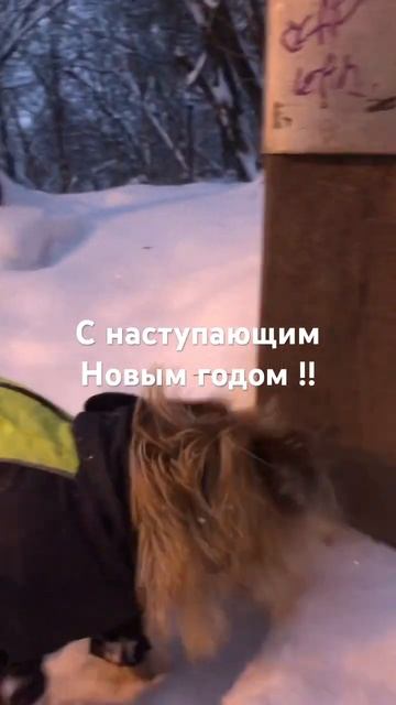 #новыйгод#собака#шитцу#маленькаясобачка смотреть онлайн