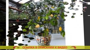 Как вырастить лимон без прививки 🚫 Лимон из косточки