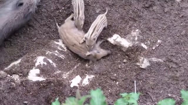 Весёлые поросята. смотреть онлайн