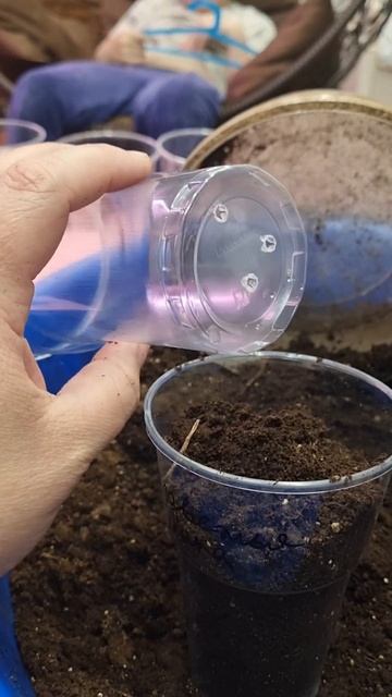 пикировка рассады#помидоры смотреть онлайн