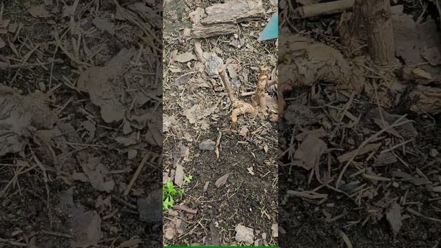 первая весенняя подкормка гортензии смотреть онлайн