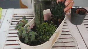 Суккуленты Посадка в Горшок в Домашних Условиях 🌵