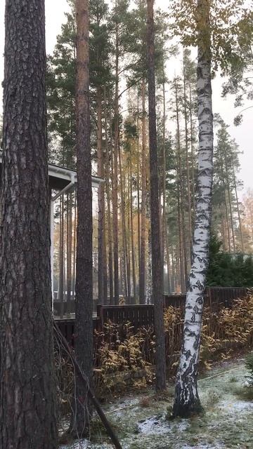 Первый снег в сосновом бору 🌲☀️ Атмосфера перед под? смотреть онлайн