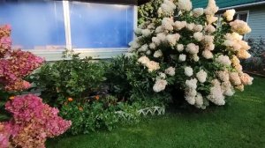 О моем саде. Ленинградская область. Конец августа.