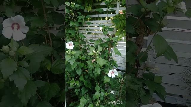 💞Моя любимая беседка👍Август 2023😄#лето2023#беседкасво