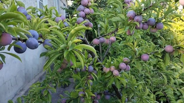 Один из самых лучших сортов сливы для Сибири👍 😍