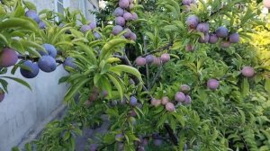 Один из самых лучших сортов сливы для Сибири👍 😍