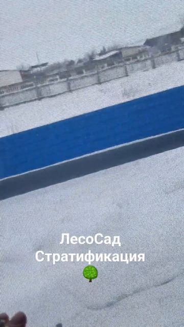 ЛесоСад Сосна Стратификация 27.01.24г.#Природа #ЛесоСад #Ж смотреть онлайн