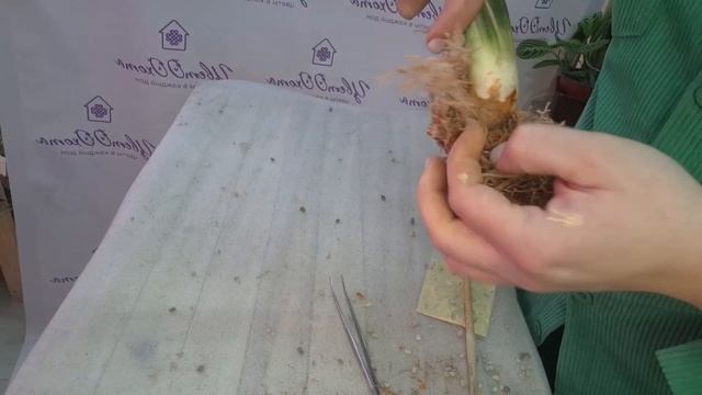 Пересадка и обработка Тайской Сансевиерии Fla- H13. Видео