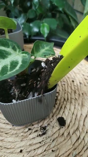 треш-посылка/пересадка Ч.2 #plants #комнатныерастения #ант