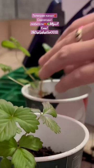 Земляника на балконе. 🍓Садоводы-любители🍅🥒https://t.me/I смотреть онлайн