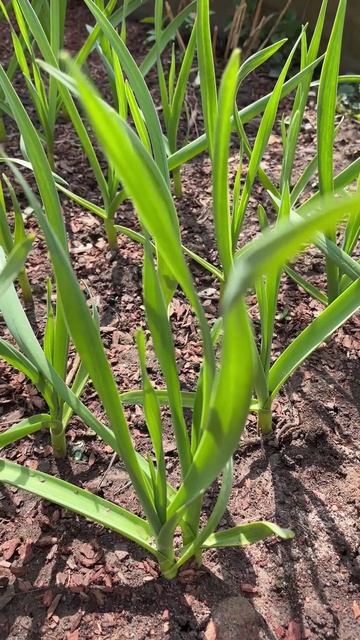 ВЕСЕННИЙ УХОД ЗА ОЗИМЫМ ЧЕСНОКОМ смотреть онлайн