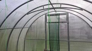 Схема посадки томатов в теплице, небольшие тонкости посадки томатов