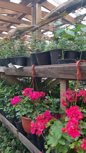 Добро пожаловать в наш питомник в Рязанской области, ? смотреть онлайн