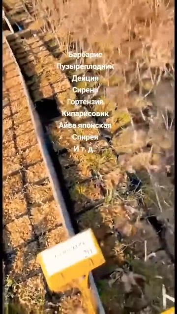 Посетили питомник «Новатор Сад». Показываю, как он выг смотреть онлайн