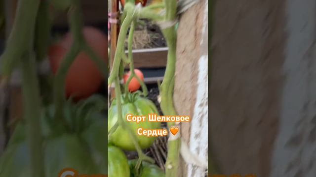 ЗАКАЗАТЬ СЕМЕНА: https://tomatboris.ru/?ysclid=ln76xla4la47180728 смотреть онлайн