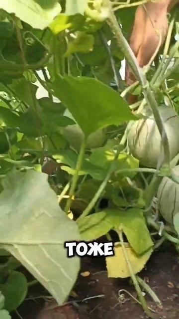 Наши растения в теплице! #огород #дача #овощи #садоводс? смотреть онлайн