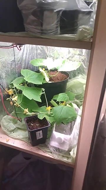 Томат. Арбуз