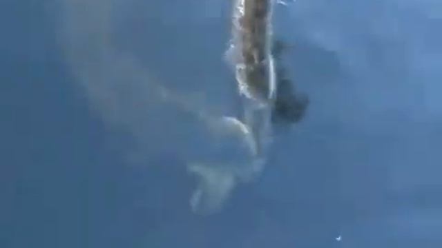 Щука за щукой.Случай на рыбалке. смотреть онлайн