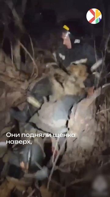 В Приморье спасли щенка, который упал в открытый колод смотреть онлайн